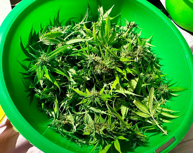 Предхарвест кустов Roze Runtz