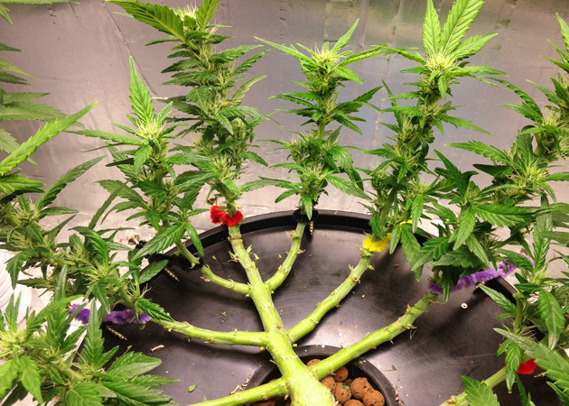 Ветви Gorilla Glue Auto на 10 неделе