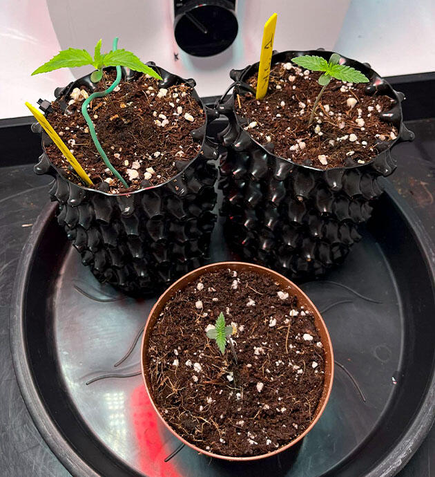 Конопля с признаками стресса листьев и усиленной подкормкой