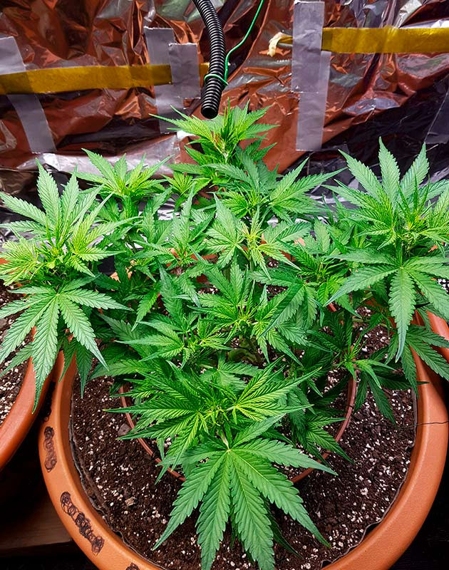 Подготовка к цветению конопли Zkittlez Auto