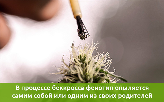 Обратное скрещивание