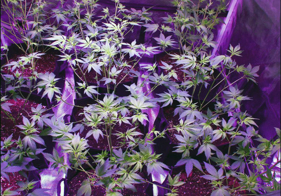 9 кустов White Widow в гроукомнате