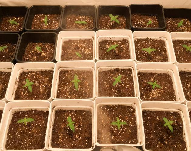 Ростки Mac n’ Jack R1 от Ethos Genetics на 1 неделе