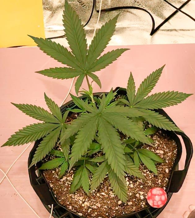 5 неделя роста марихуаны