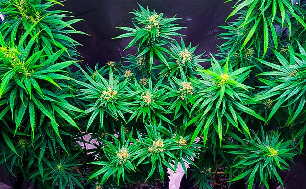 Куст Godzilla Original Glue GG#4 на 18-19 неделе выращивания