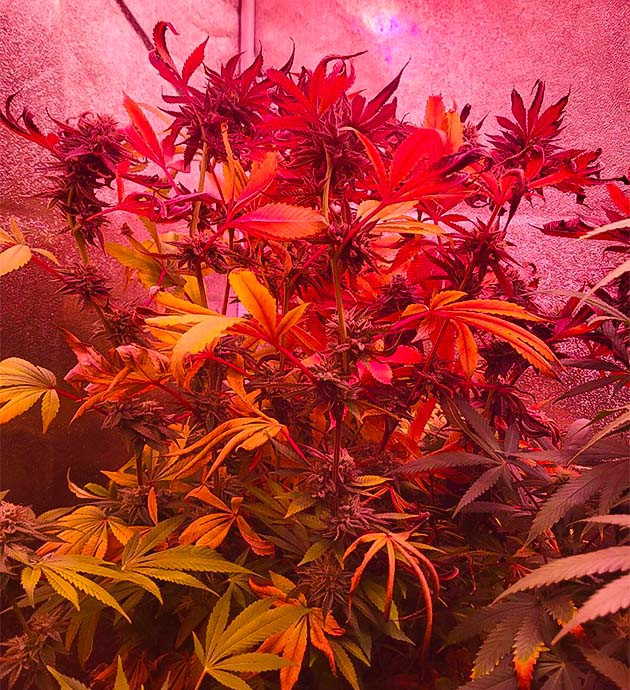 Активный рост конопли на 12 - 13 неделе выращивания