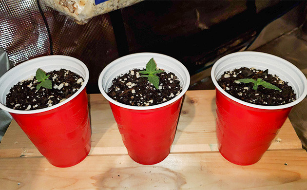 Пересадка ростков Auto Lemon Kix в горшки