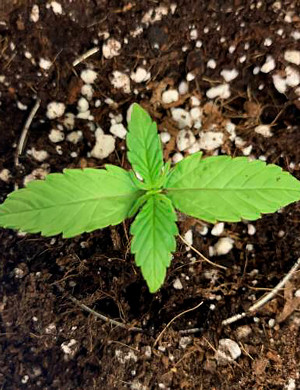 Вторая пара листьев