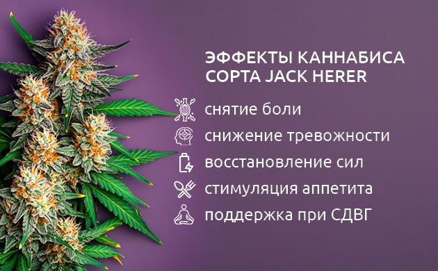 Терапевтический потенциал сорта конопли Jack Herer