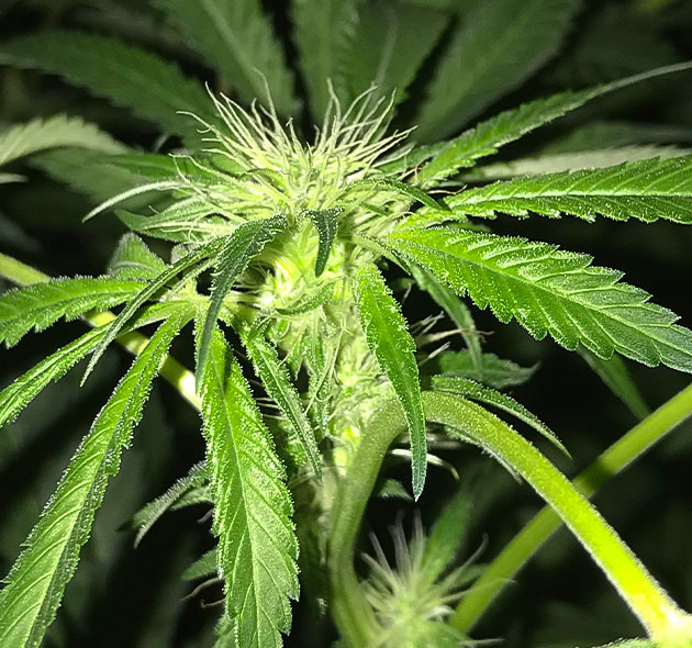 Перевод Bruce Banner на цветение