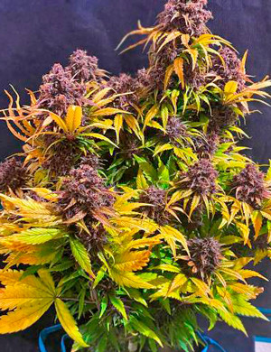 Куст Purple Lemonade