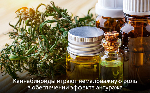 Эндоканнабиноидная система и эффект антуража