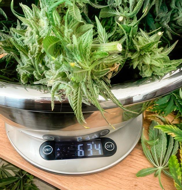 Аромат земли и сосны Dark Phoenix от Green House Seeds на 19-20 неделе