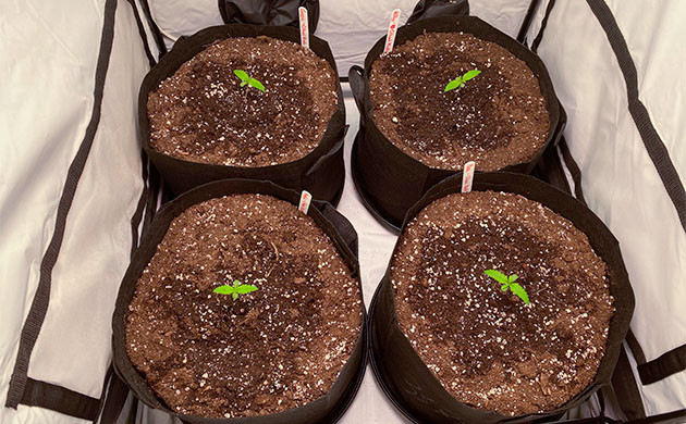 Четыре двадцатилитровых горшка в гроутенте