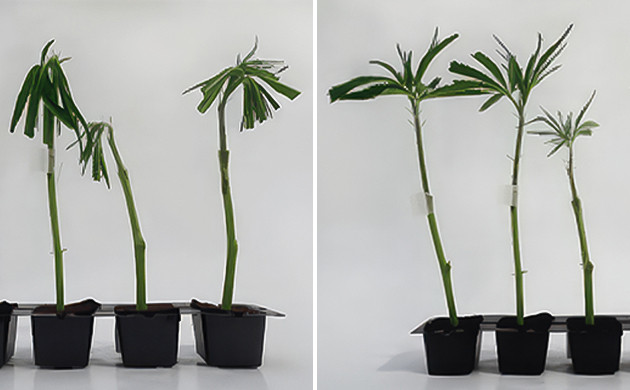 Реакция растения на прививку и уход за ним