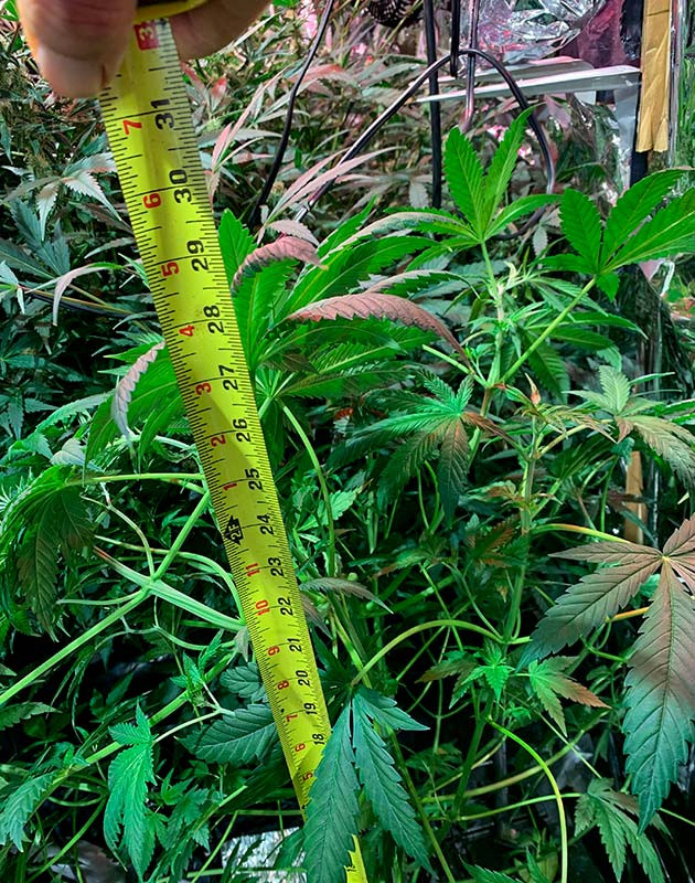 Стабильный рост куста конопли