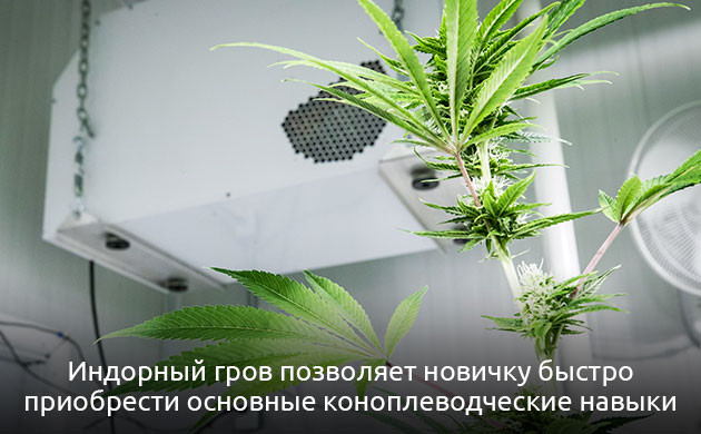 Индор для новичков