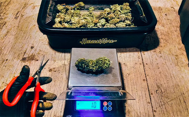 Тримминг шишек