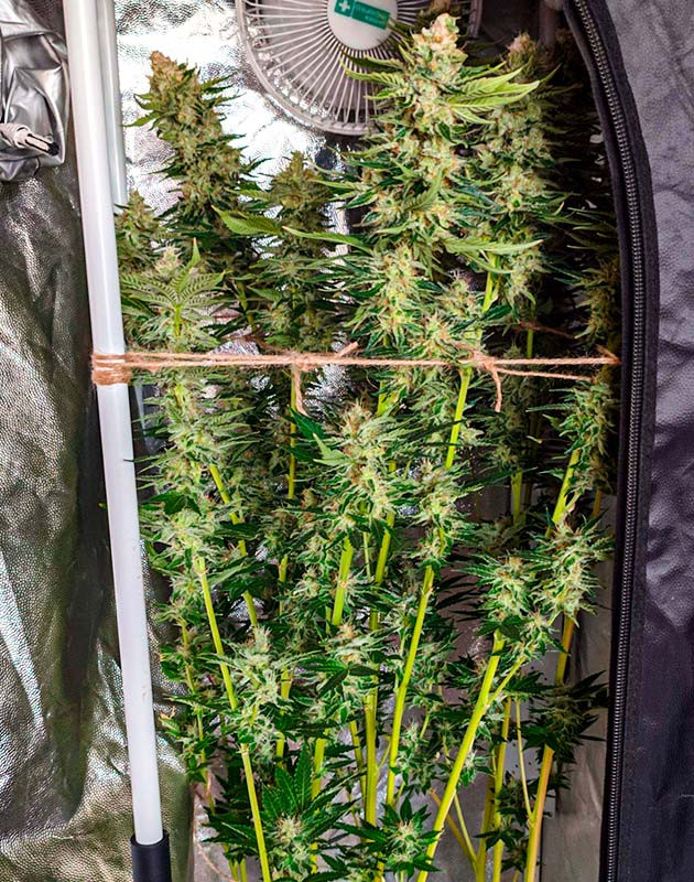 Небольшие лисьи хвосты на Sensi Star