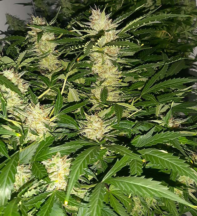 Межполивочный интервал Bruce Banner Auto