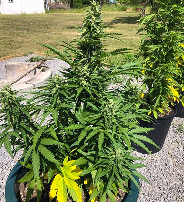 Цветение куста Original Jack Herer Auto