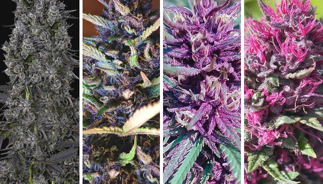 Разноцветные сорта конопли