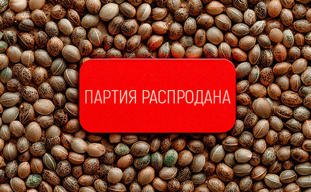 Почему сорта каннабиса пропадают с рынка?