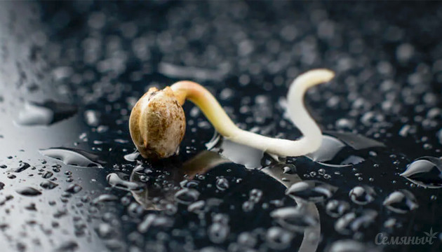 Проращивание семян