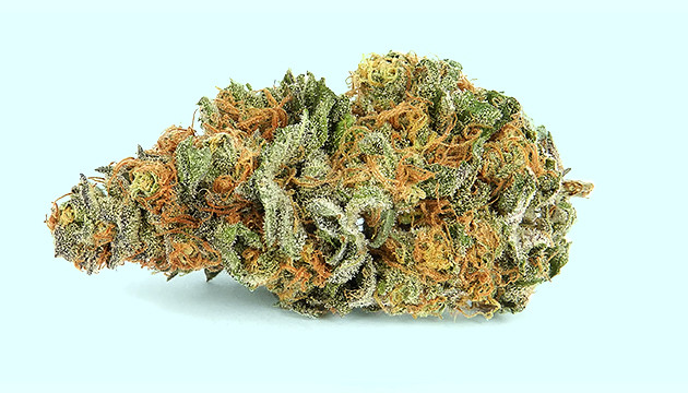 Шишка сативы