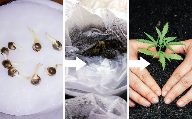 Выращивание афганки