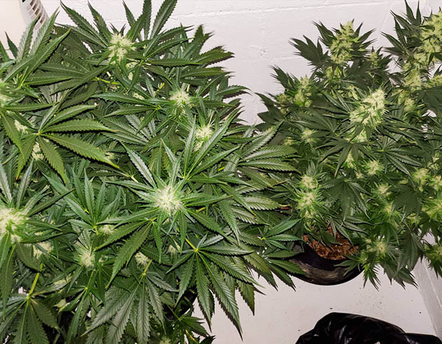 Формирование бутонов каннабиса