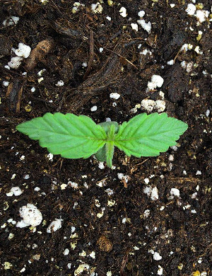 Росток меньше 3 см