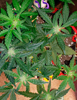 Цветущий куст