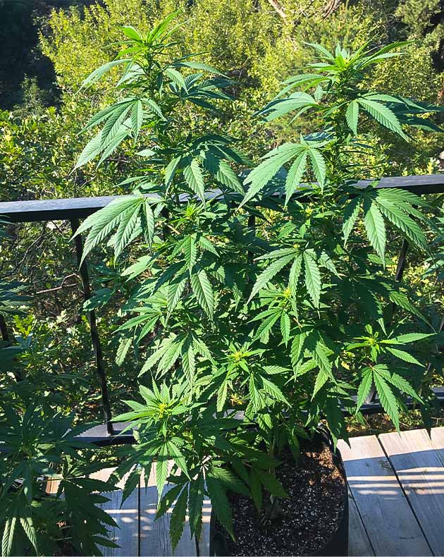 Развитие Blueberry X: начало цветения