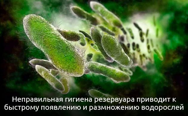 Недостатки аквапоники для выращивания конопли