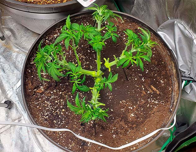 Растение конопли с маленькими молодыми листьями