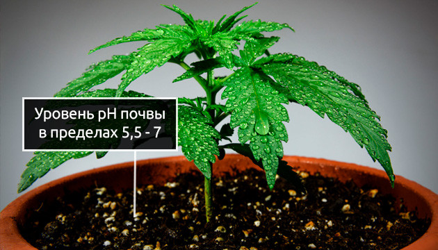 Уровень pH почвы для конопли