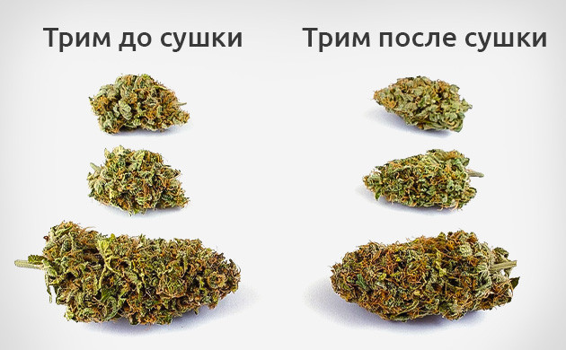 Какой метод тримминга выбрать?