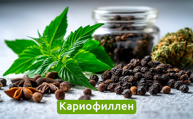 Терпены кариофиллен в травах и конопле