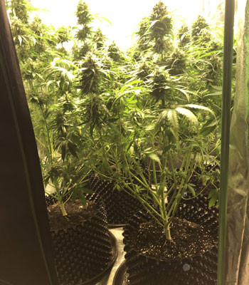 5 неделя цветения Jack 47 Auto