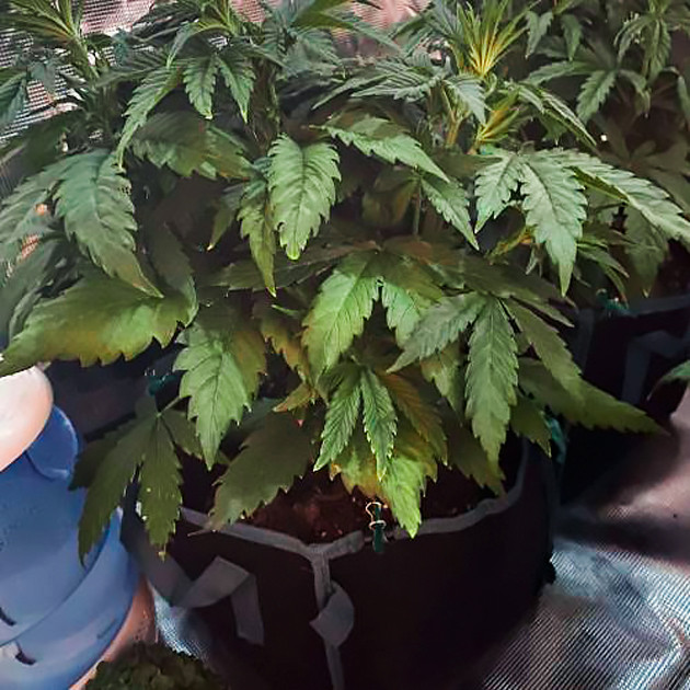 Пожелтевшие нижние лиcтья куста