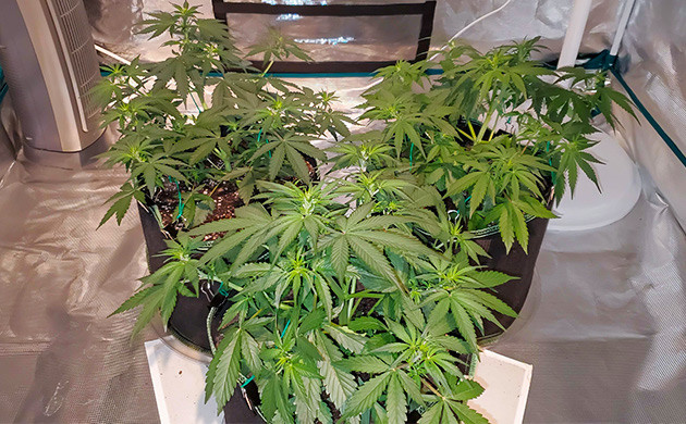Применение LST к Auto Lemon Kix