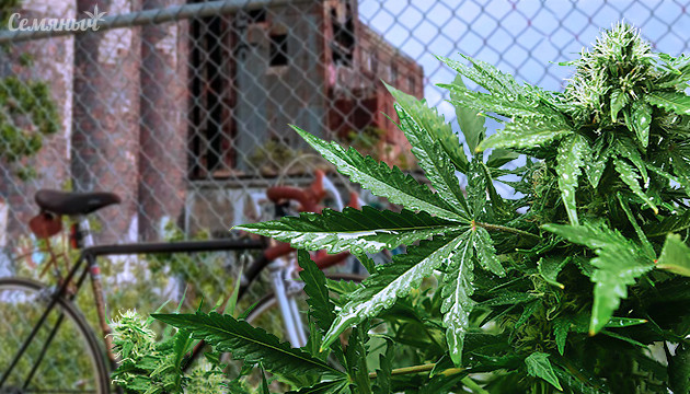 Скрытие конопли в аутдоре