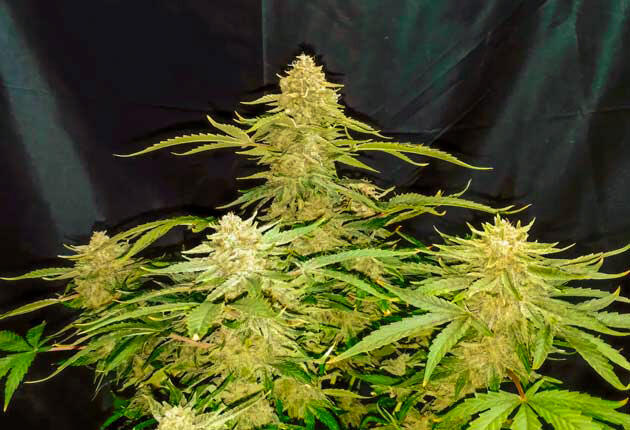 Финальное созревание соцветий конопли