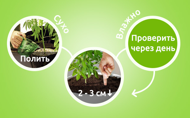 Определение времени полива куста погружением пальца