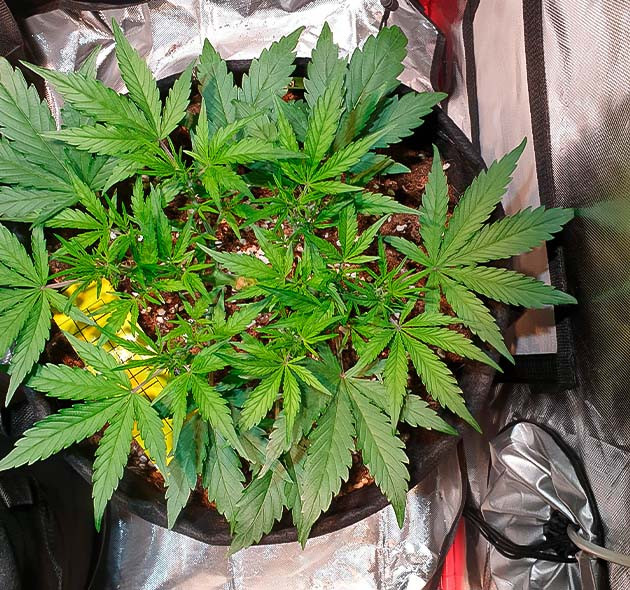 Перевод на цветение куста Zkittlez Auto