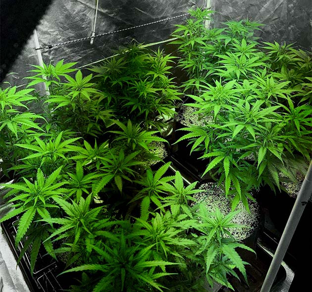 8 кустом конопли в большом гроубоксе