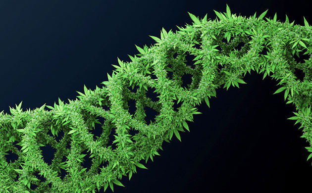 Генетический код марихуаны