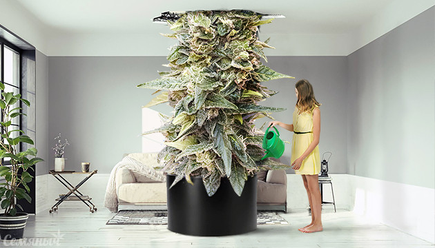 Выращивание конопли