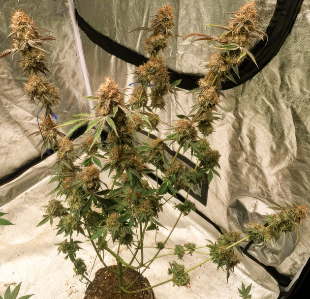 15 неделя роста конопли